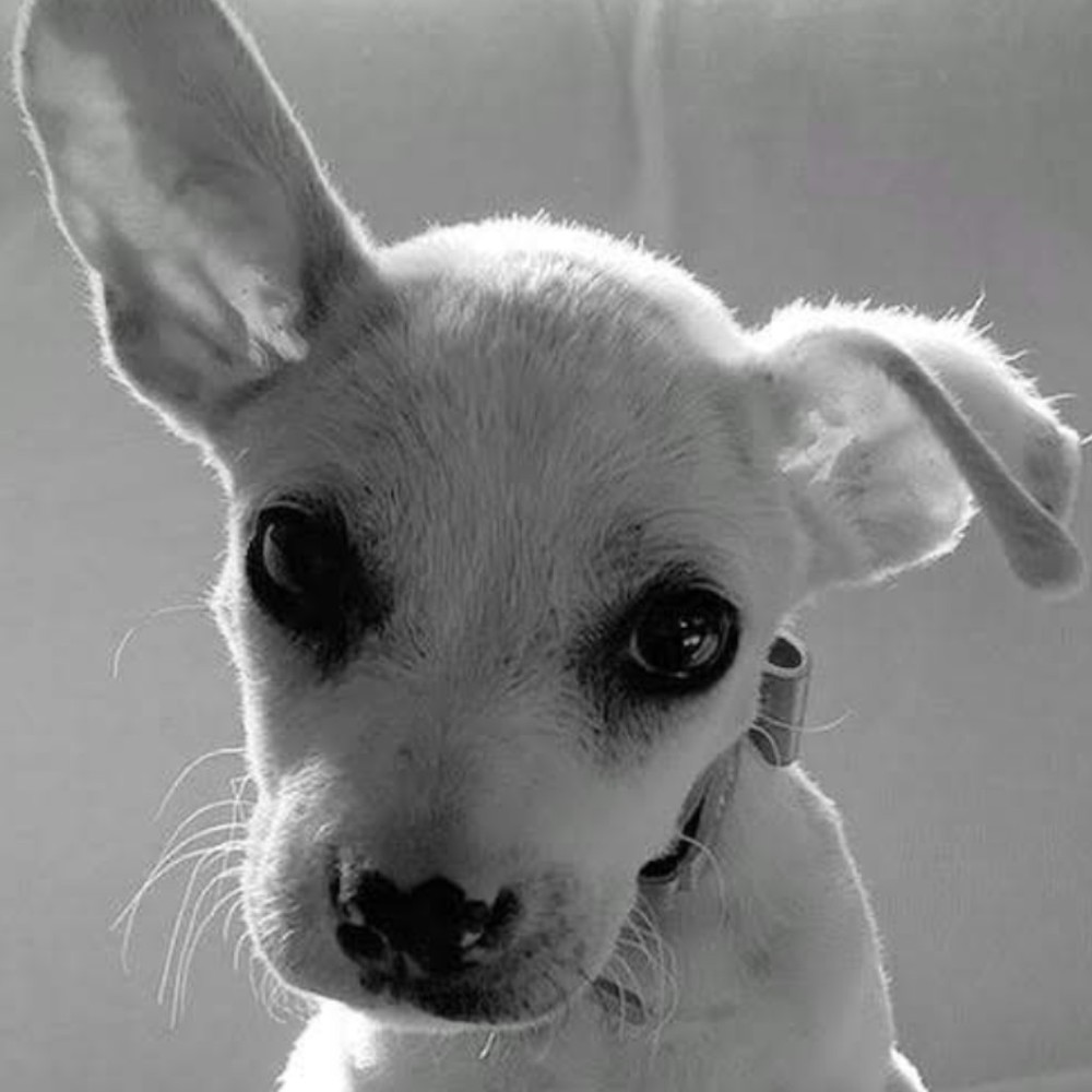 Meet your Posher, Sean